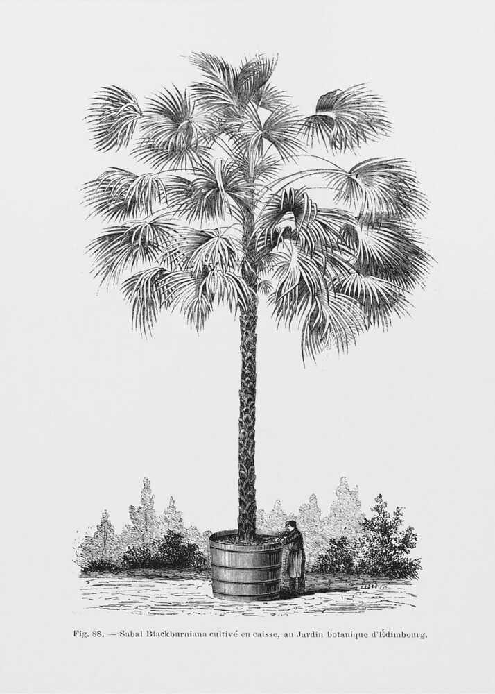 Vintage Palm Tree Drawing X | Canvas