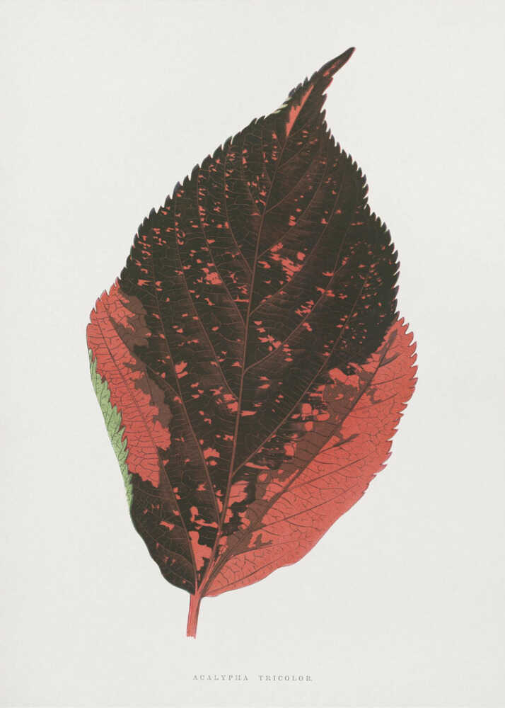 Illustration eines dreifarbigen Acalypha-Blattes | Poster
