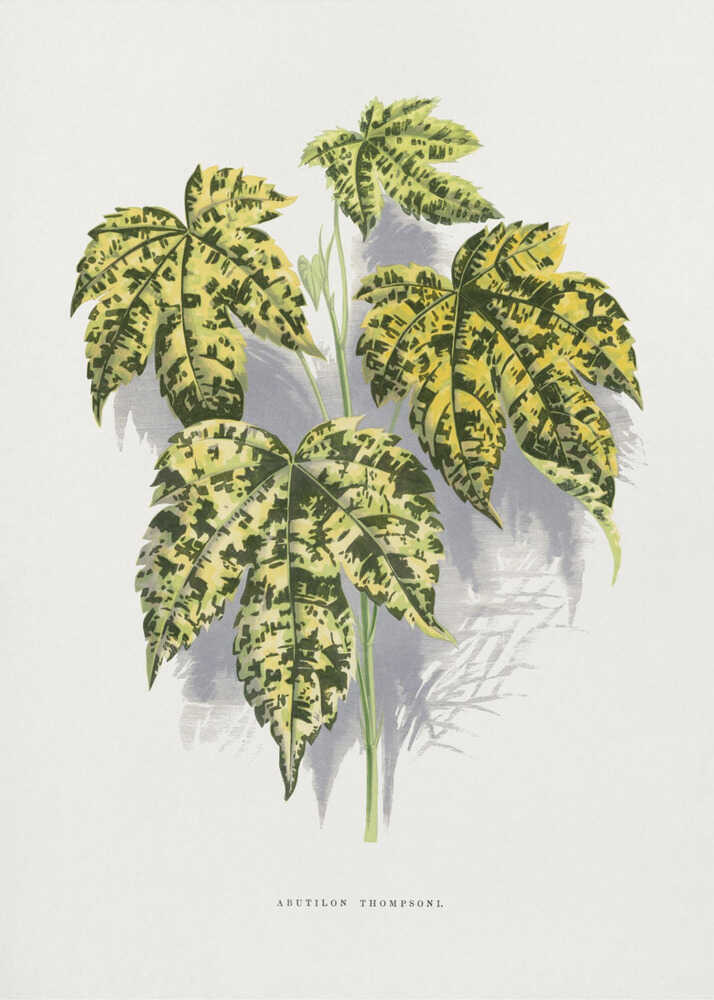 Abutilon Thompsoni Blatt Illustration | Leinwand