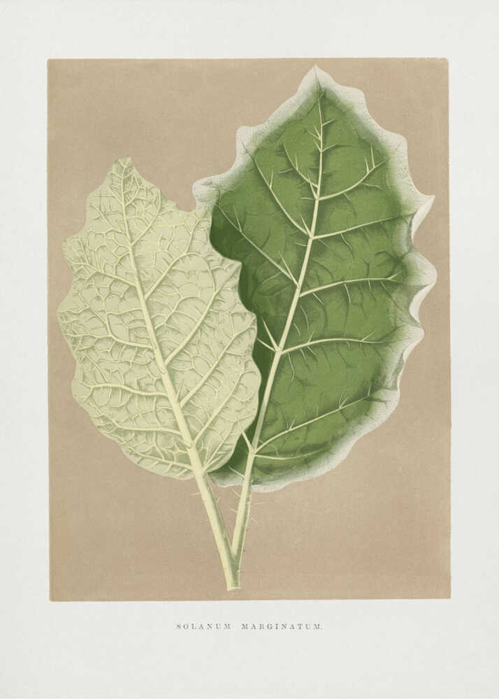 Illustration eines grünen Solanum-marginatum-Blattes | Poster