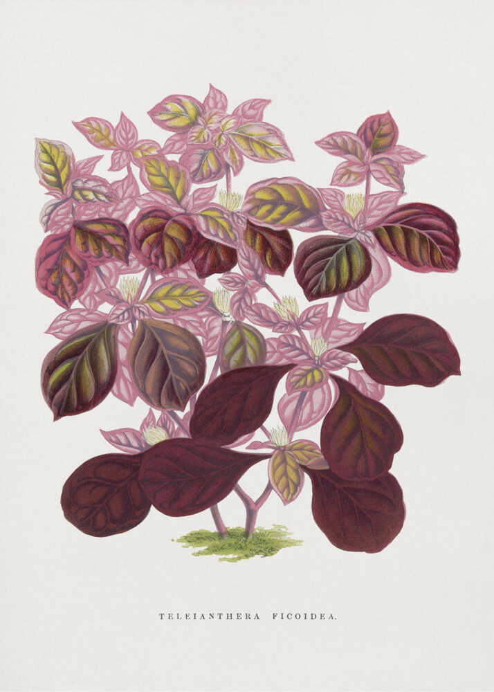 Illustration eines rosa Teleianthera-Ficoidea-Blattes | Poster