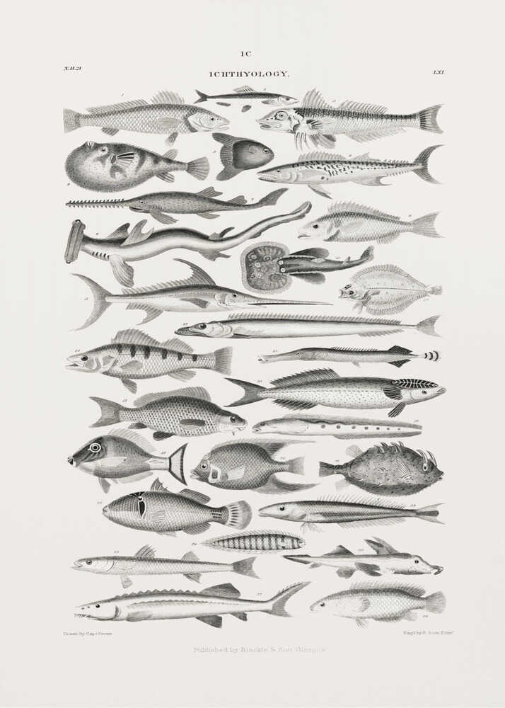 Meeresleben I | Poster