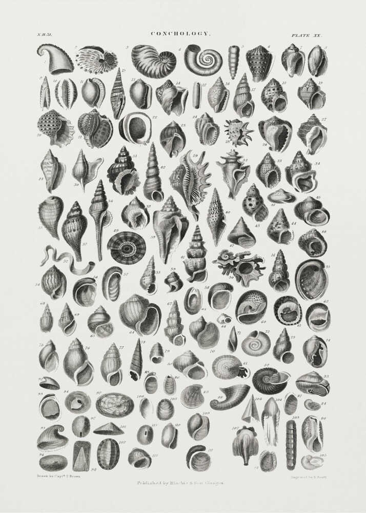 Sealife III | Poster