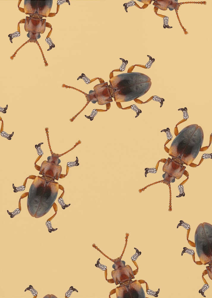 Billy The Booted Beetle | Canvas