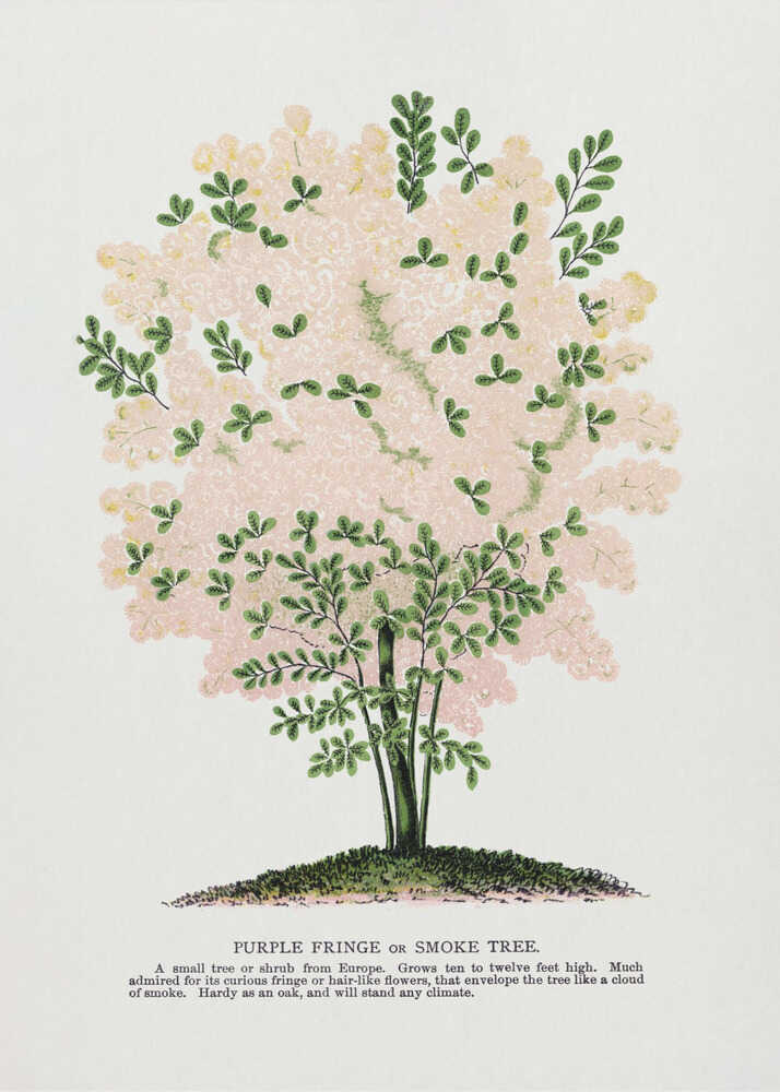 Lithografie eines lila Fransenbaums | Poster