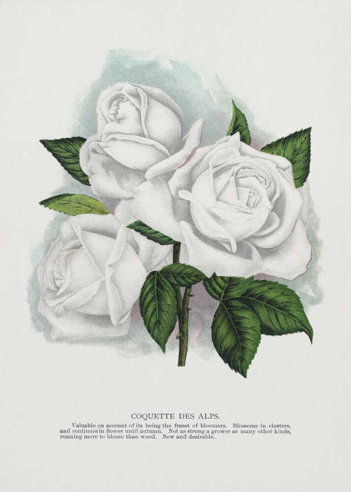 Weiße Rose, Kokette der Alpen, Lithografie | Poster