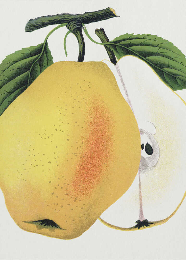 Kiefers Hybridbirne Lithografie | Poster