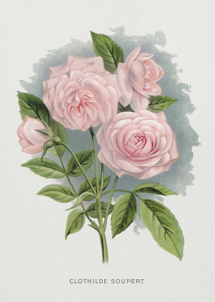 Pink Rose, Lithografie von Clothilde Soupert | Poster