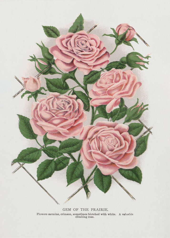 Pink Rose, Juwel der Prärie – Lithografie | Poster