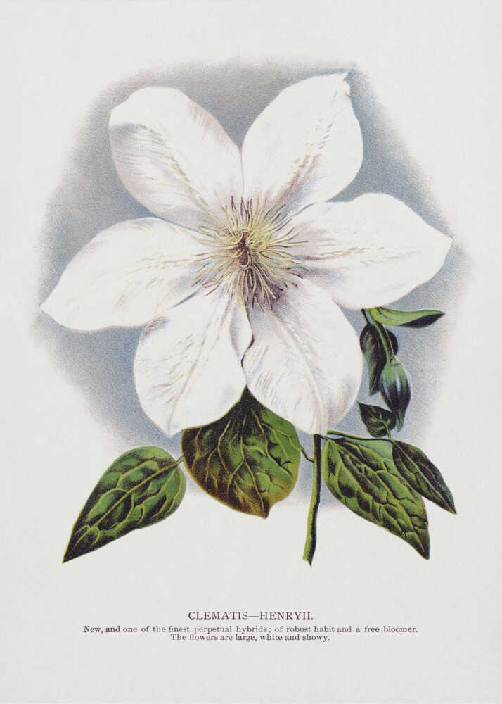 Clematis-Blumen-Lithografie | Poster