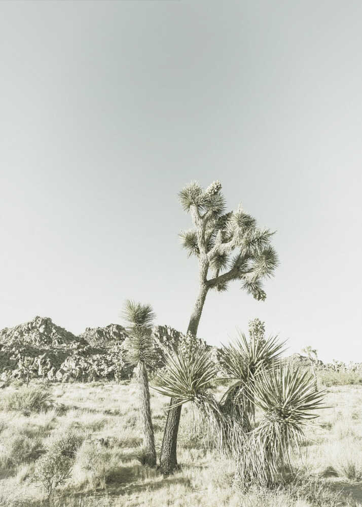 Impression vintage du parc national de Joshua Tree | Toile