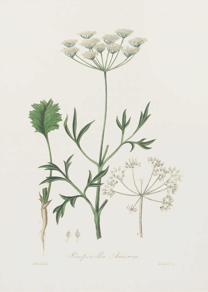 Anis (Pimpinella anisum) – Medizinische Botanik | Poster