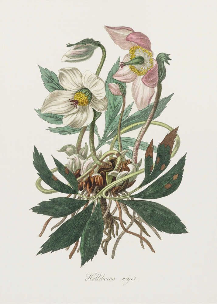 Weihnachtsrose (Helleborus niger) – Medizinische Botanik | Poster