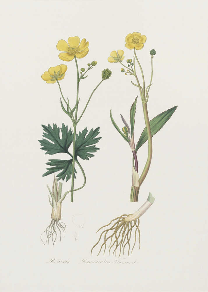 Lesser Spearwort (ranunculus Flammula) Medical Botany | Canvas