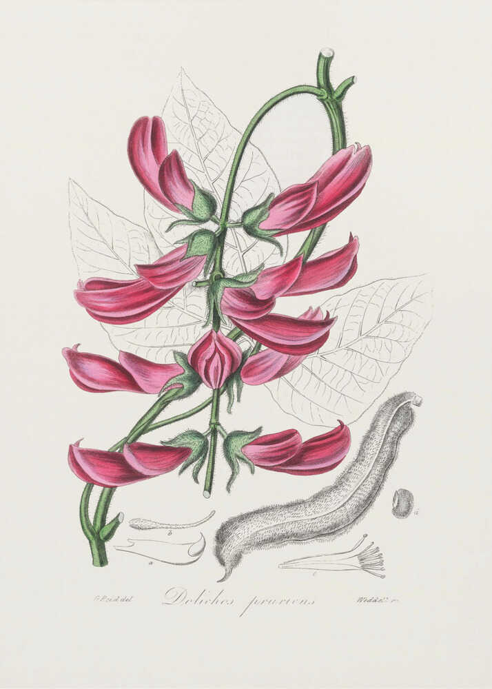 Mucuna Pruriens (dolichos Pruriens) Medical Botany | Canvas