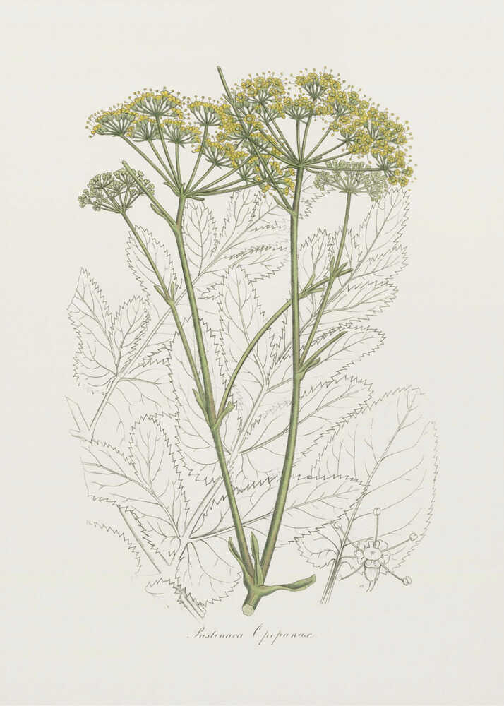 Opobalsam (Pastinaca Opopanax) Medizinische Botanik | Poster