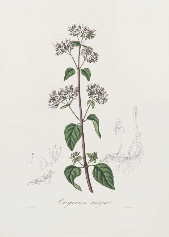 Oregano (origanum Vulgare) Medical Botany | Canvas
