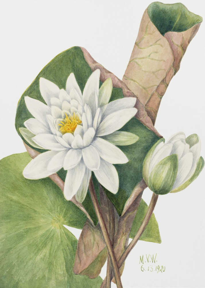 Amerikanische Seerose (1920) | Leinwand