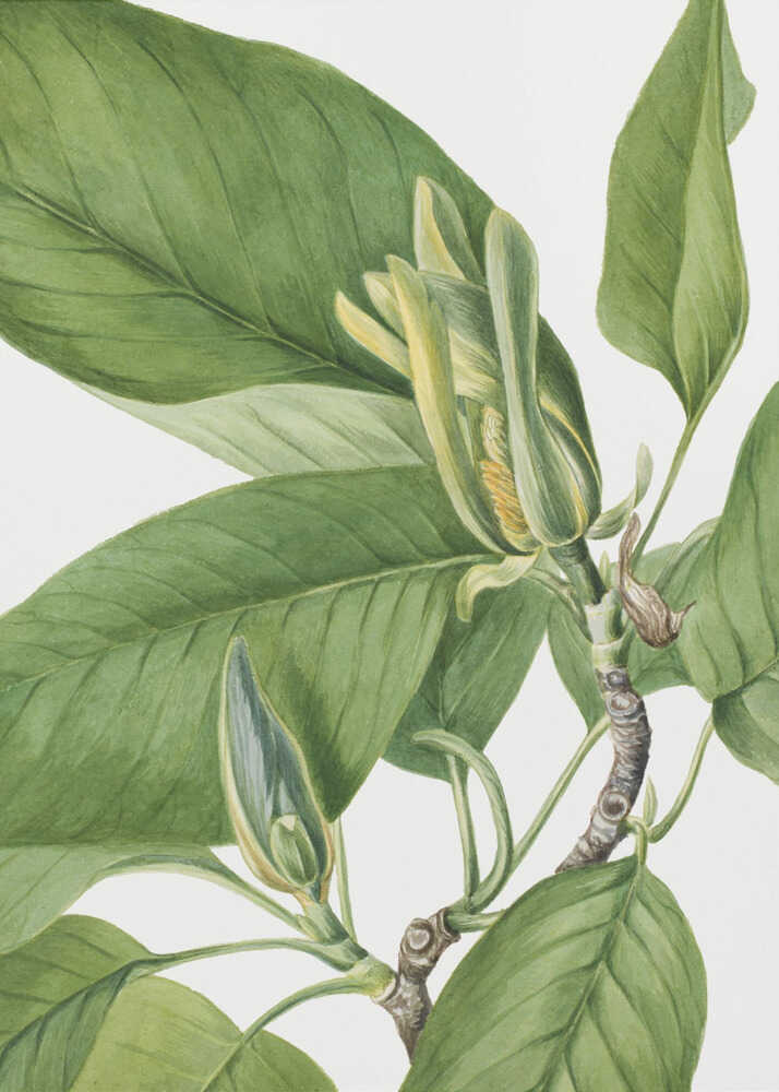 Gurkenbaum 1922 | Plakat