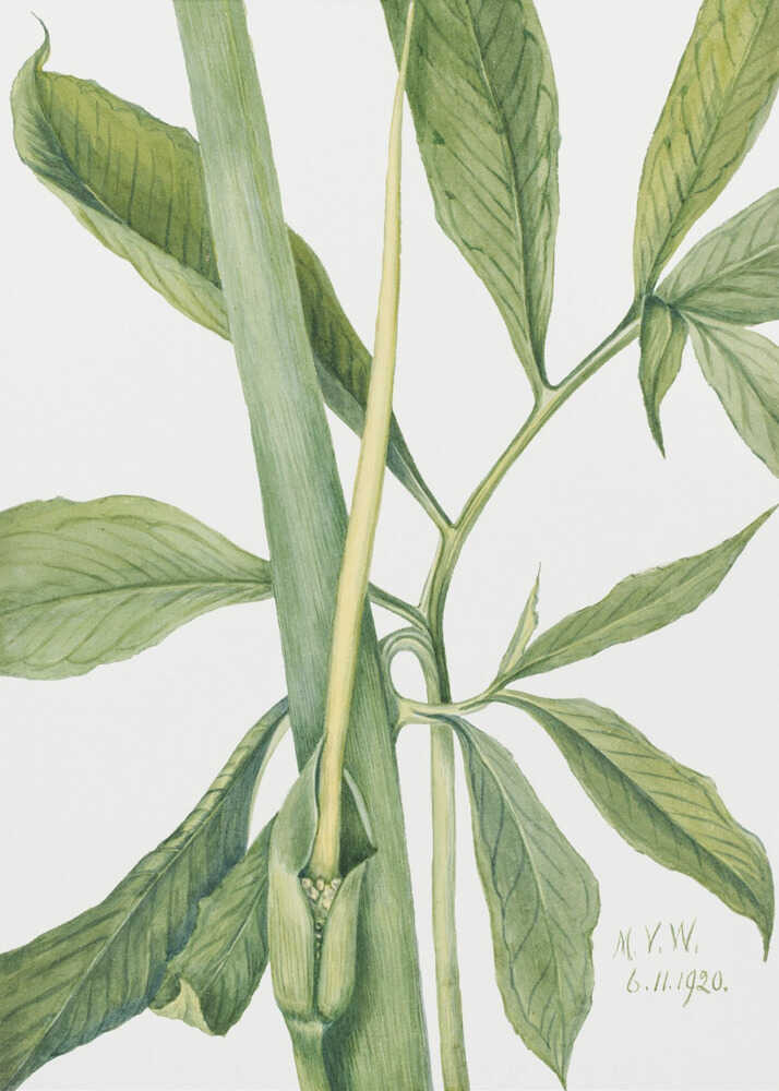 Greendragon (1920) | Poster