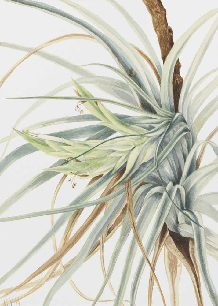 Wild Pineapple (1921) | Canvas