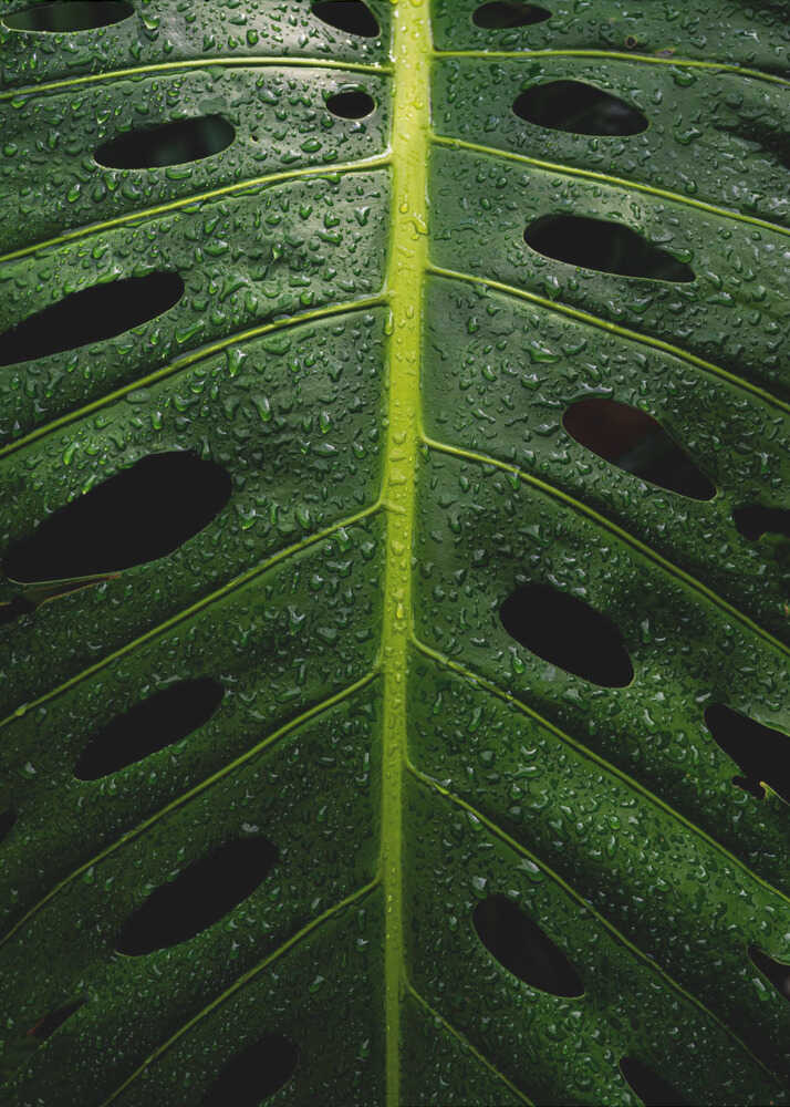 Monstera (plante à fromage suisse) | Affiche