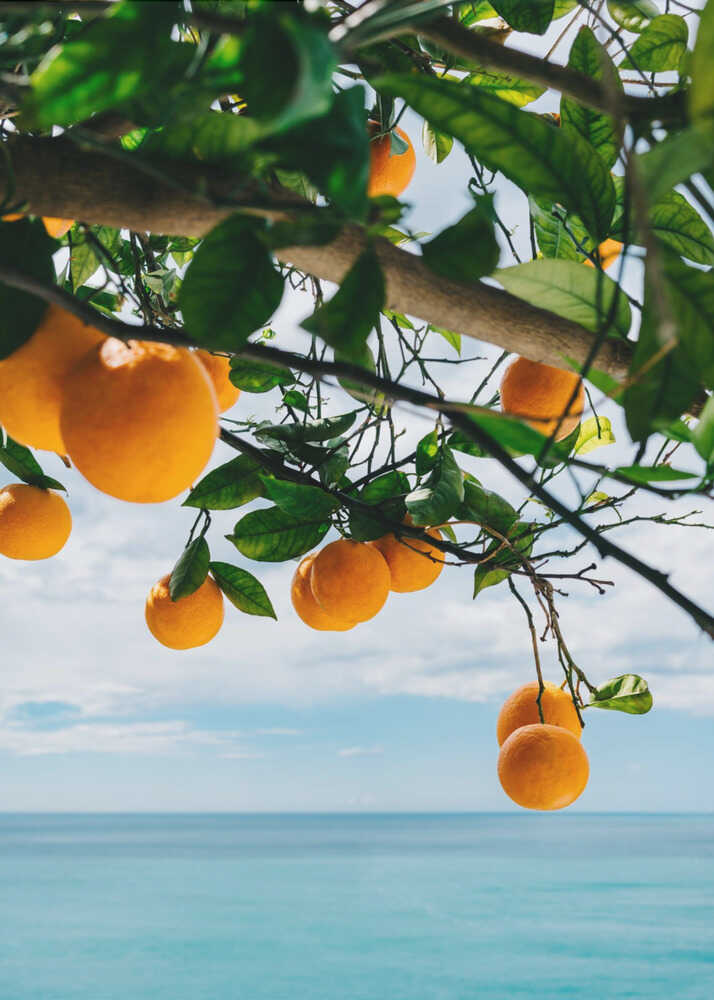 Amalfi Coast Oranges IV | Poster