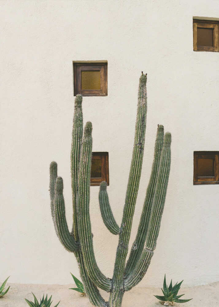 Cabo Cactus IX | Toile