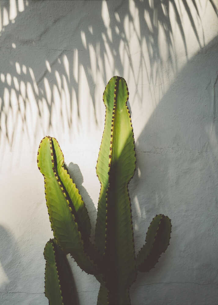 Ombres de Californie du Sud | Toile