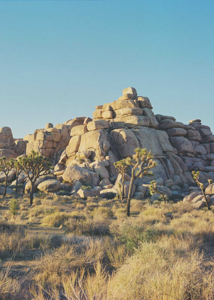 Sonnenuntergang im Joshua-Tree-Nationalpark | Leinwand