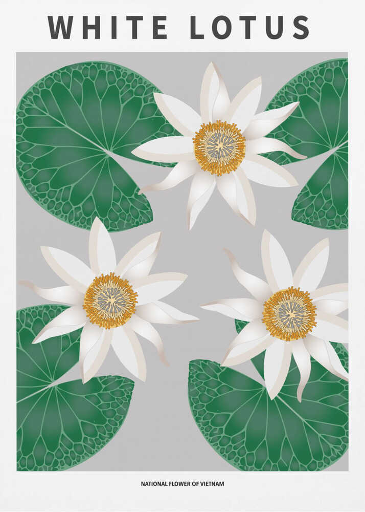 Lotus blanc - Fleur nationale du Vietnam | Affiche