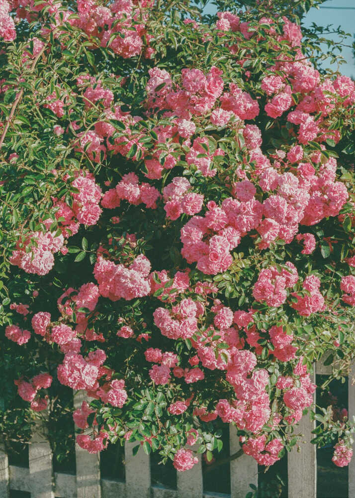 Fleurs de Cannon Beach | Toile