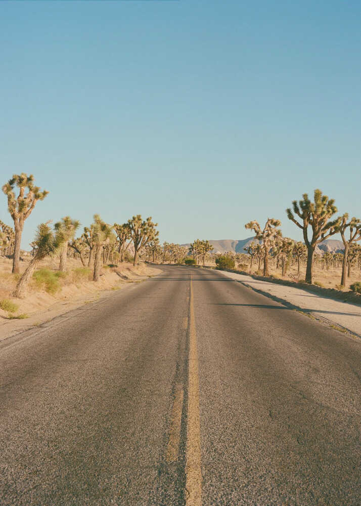 Joshua Tree Road II | Poster