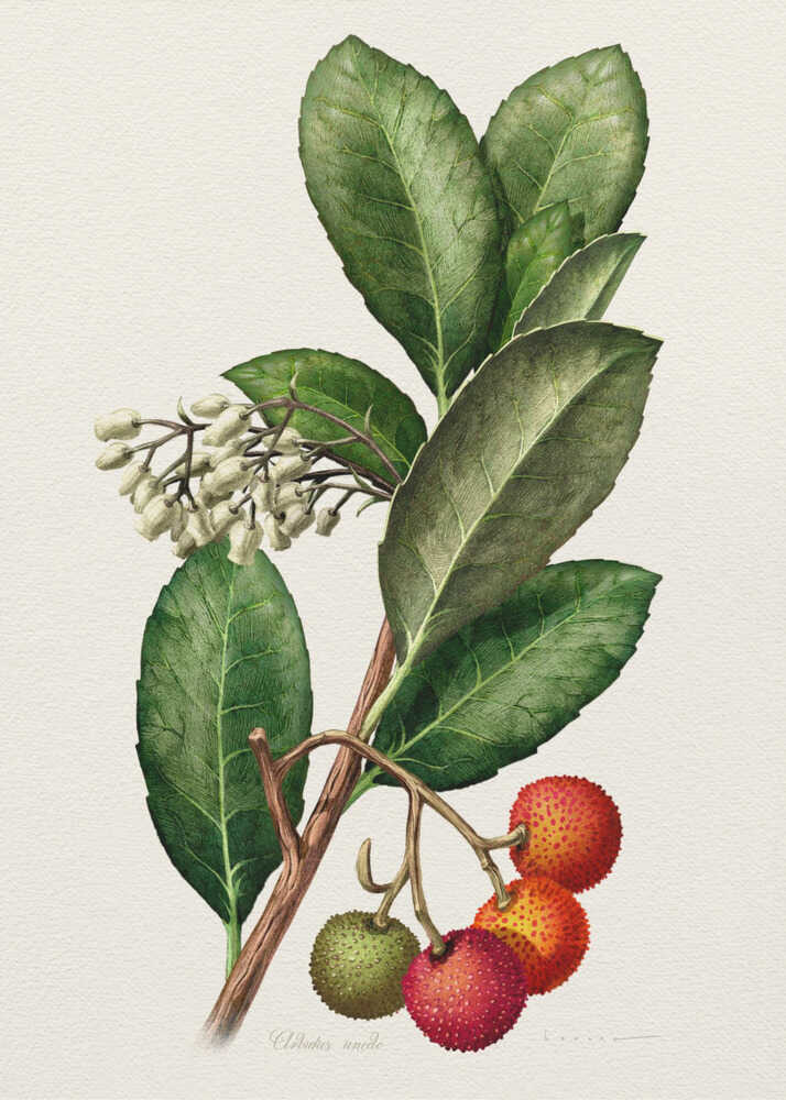 Arbutus Unedo | Canvas