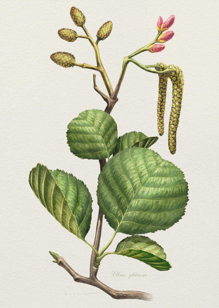 Alnus Glutinosa | Canvas