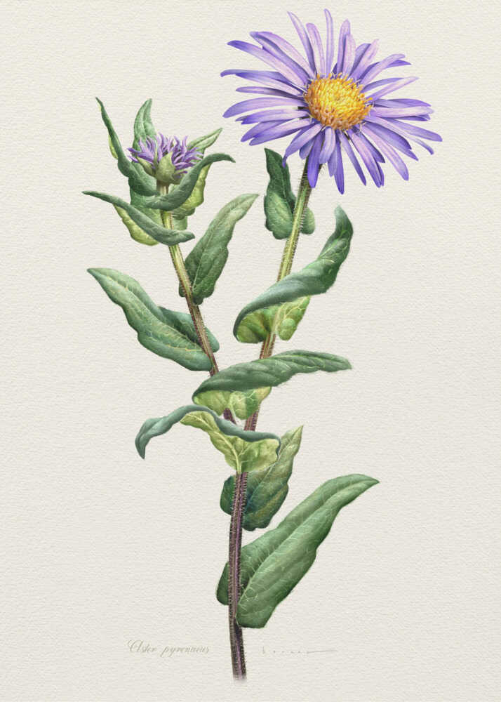 Aster Pyrenaeus | Canvas
