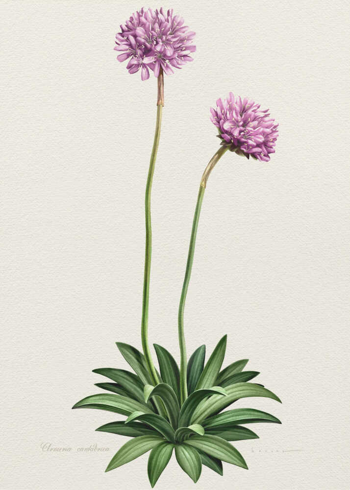 Armeria Cantabrica | Canvas