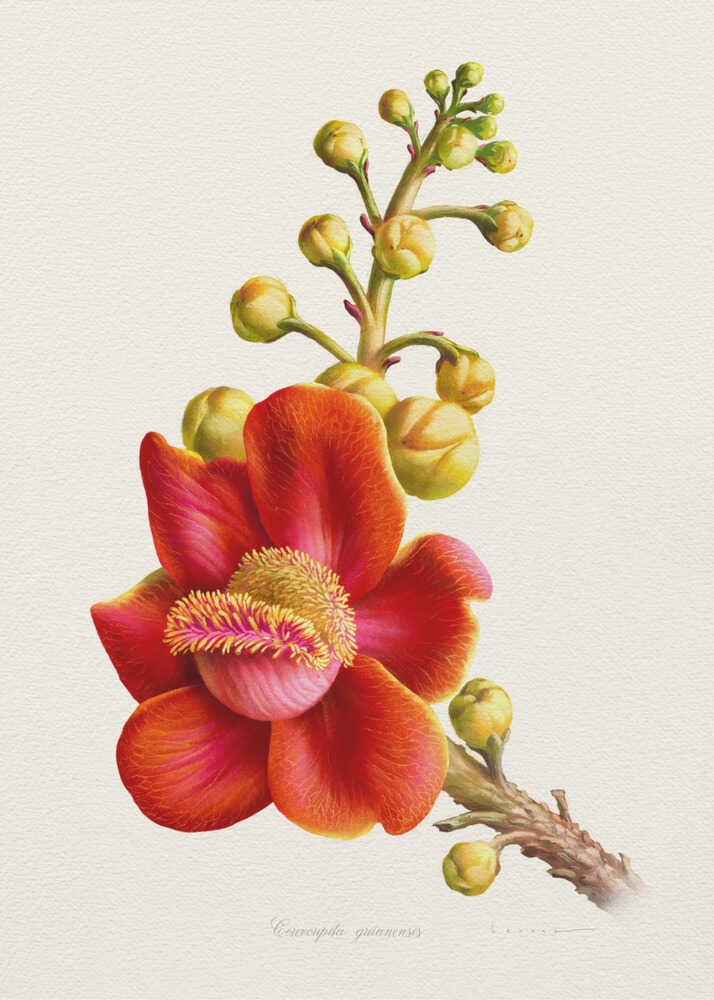 Couroupita Guianensis | Canvas