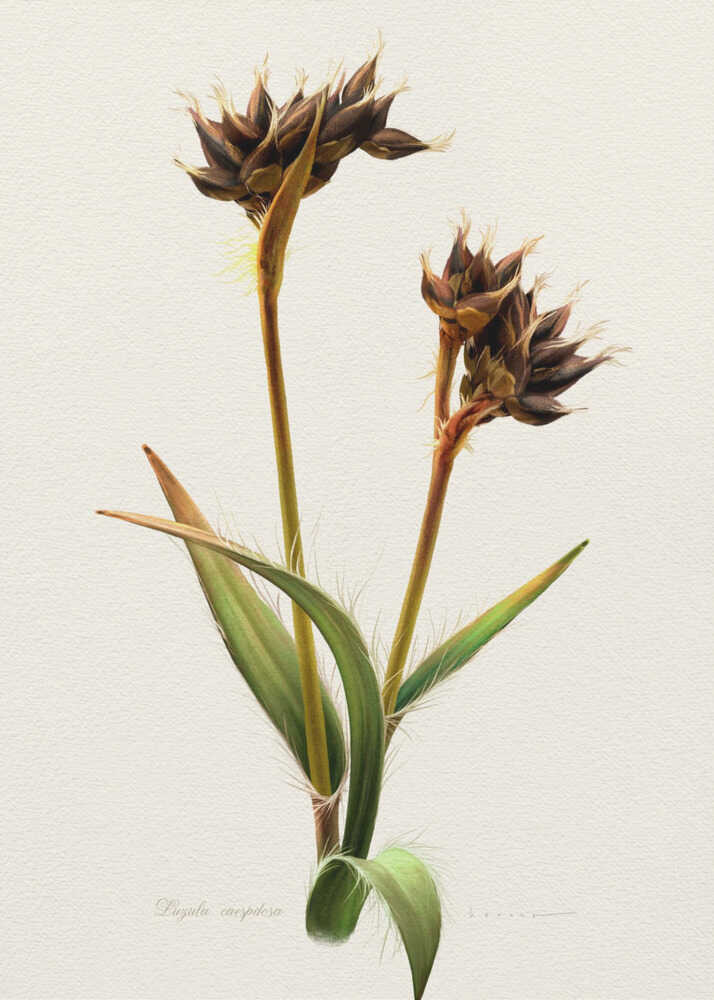 Luzula Caespitosa | Canvas