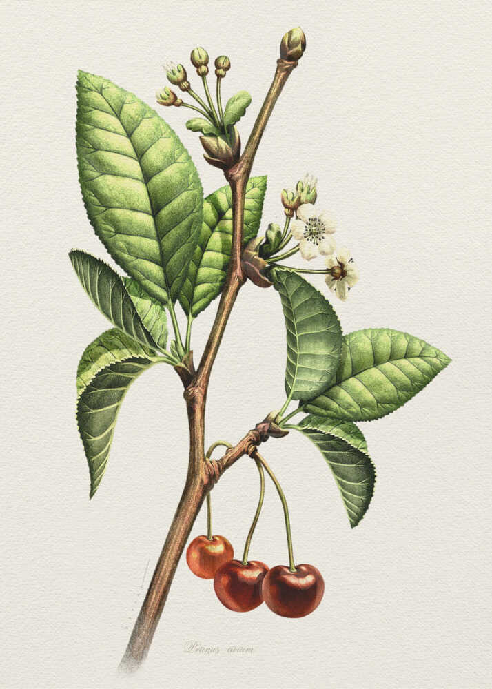 Prunus Avium | Canvas