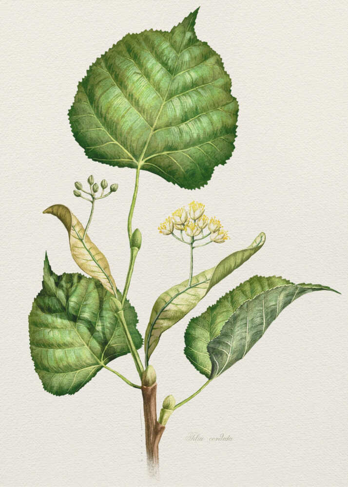 Tilia Cordata | Poster