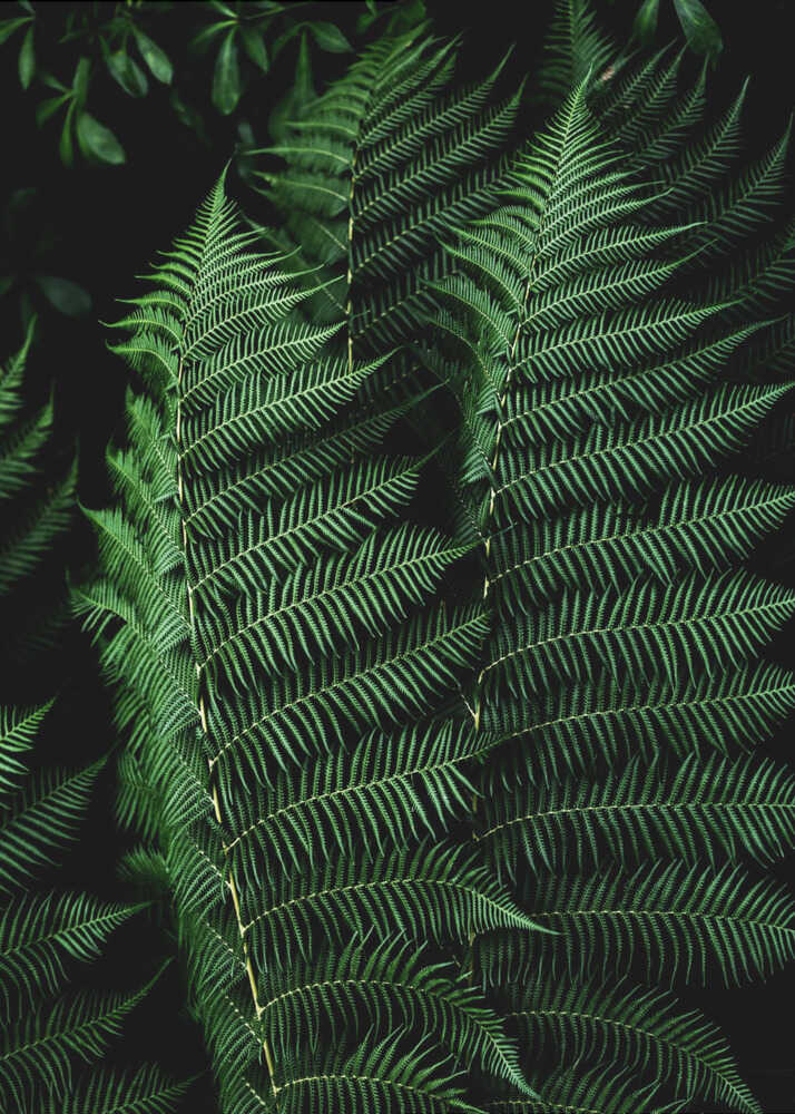 Feuilles sombres 16 | Affiche