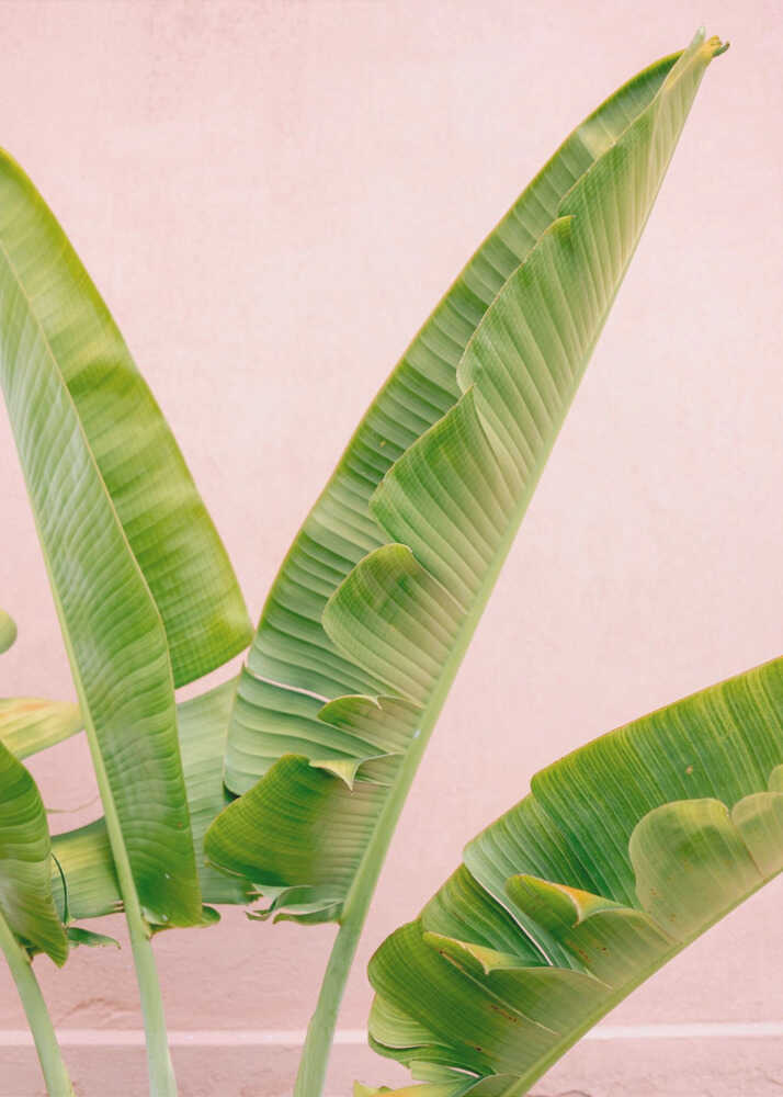 Mérida Vert sur Rose | Affiche