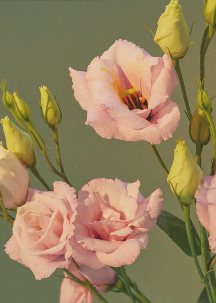 Lisianthus en fleurs | Affiche