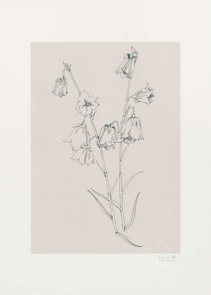 Glockenblumen-Tuschezeichnung | Leinwand