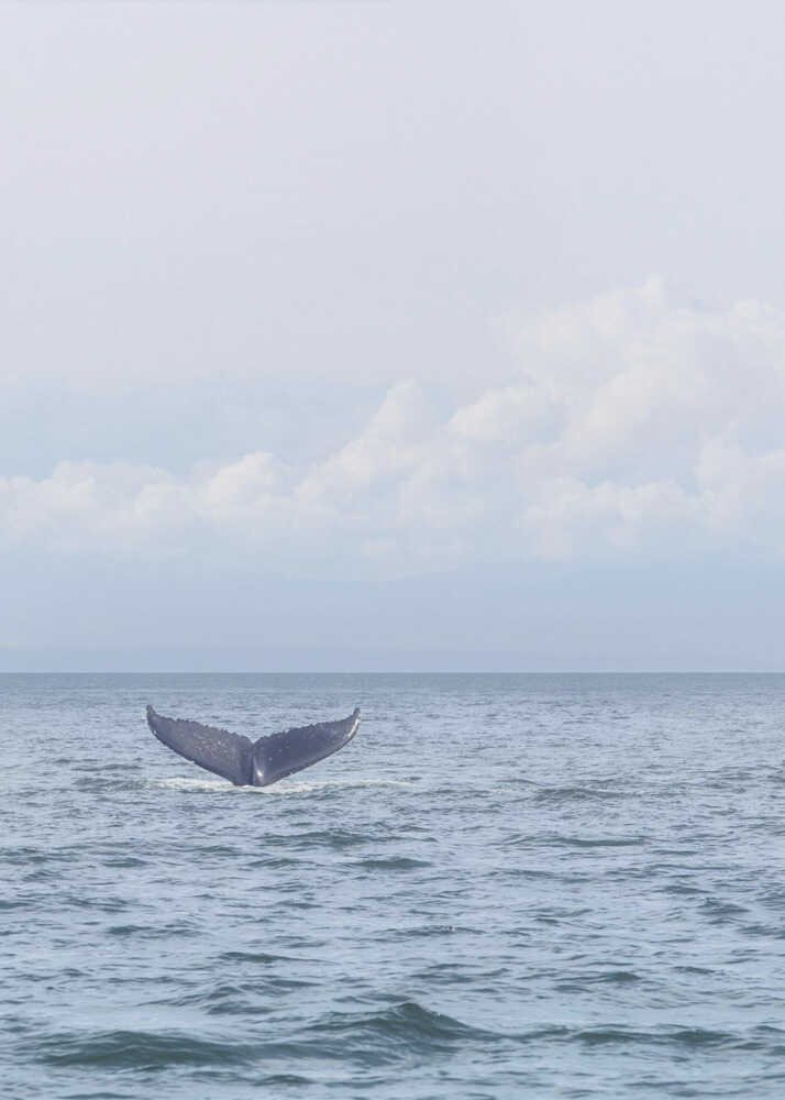 Abschied des Wals | Leinwand