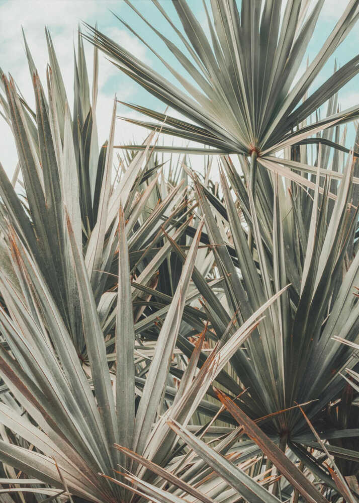 Tropenparadies | Leinwand