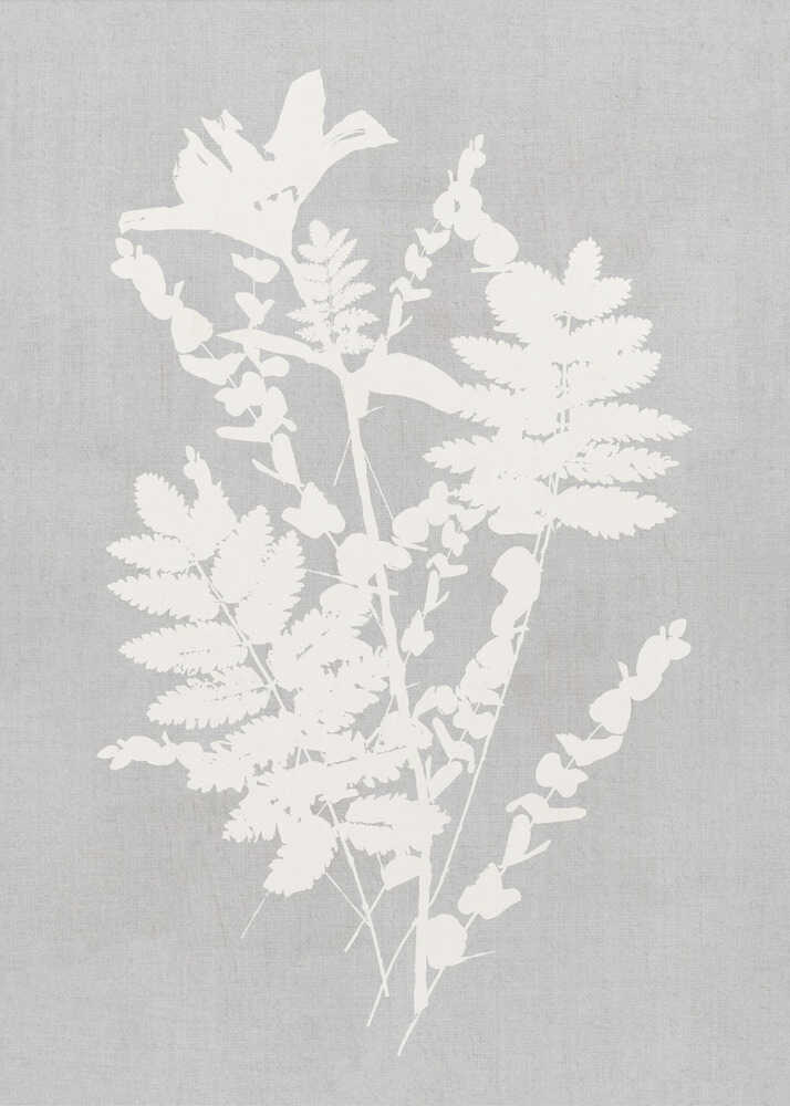 Botanische Illustration 5 | Leinwand