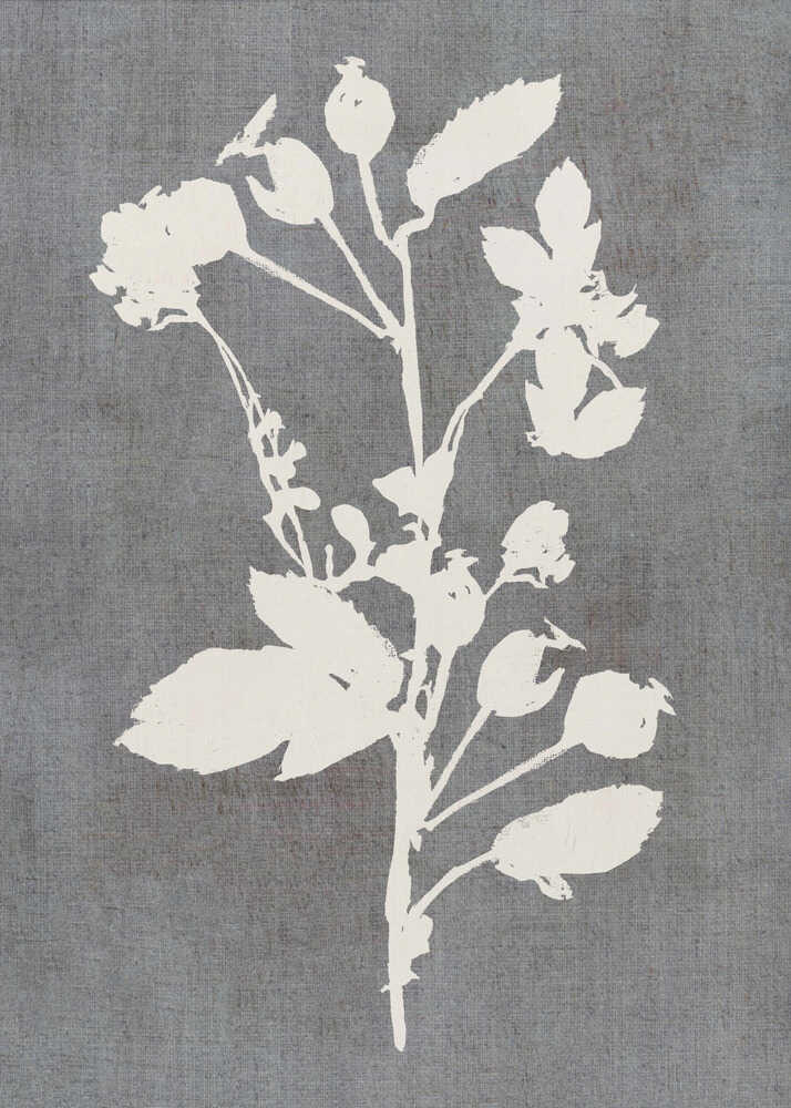 Botanische Illustration 6 | Leinwand