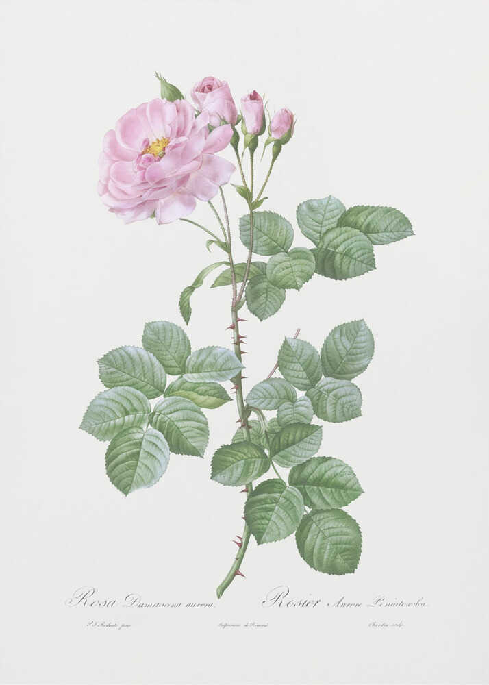 Aurora Poniatowska, Les Roses (1817–1824) | Leinwand